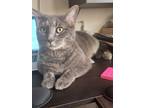 Adopt Duman (Smoke) a Gray, Blue or Silver Tabby Tabby / Mixed (medium coat) cat