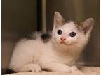Adopt Munchie a White Domestic Shorthair / Domestic Shorthair / Mixed cat in