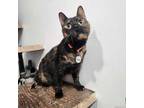 Adopt Monarch a Orange or Red Domestic Shorthair / Mixed Breed (Medium) / Mixed
