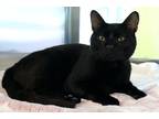 Adopt Pennzoil a All Black Domestic Shorthair / Domestic Shorthair / Mixed cat