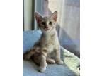 Adopt Squash a Tan or Fawn Domestic Shorthair / Domestic Shorthair / Mixed cat