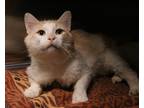 Adopt Nimbus a White Domestic Mediumhair / Domestic Shorthair / Mixed cat in