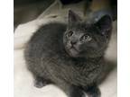 Adopt Wolf a Gray or Blue Domestic Longhair / Domestic Shorthair / Mixed cat in