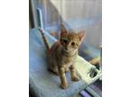 Adopt Papaya a Orange or Red Domestic Shorthair / Domestic Shorthair / Mixed cat