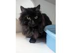 Adopt Bentley a All Black Domestic Mediumhair / Domestic Shorthair / Mixed cat