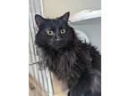 Adopt Jaguar a All Black Domestic Mediumhair / Domestic Shorthair / Mixed cat in