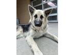 Adopt Sally a Black German Shepherd Dog / Mixed dog in Longview, TX (41431835)