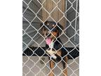 Adopt 55904301 a Black Mixed Breed (Medium) / Mixed dog in Alvarado