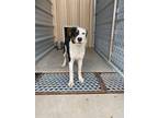 Adopt 55904306 a White Mixed Breed (Medium) / Mixed dog in Alvarado