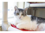 Adopt Daisy a White Domestic Shorthair / Mixed Breed (Medium) / Mixed (short