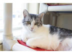 Adopt Daisy a White Domestic Shorthair / Domestic Shorthair / Mixed cat in