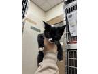 Adopt Malibu a All Black Domestic Shorthair / Domestic Shorthair / Mixed cat in