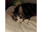 Adopt Steve French a Brown Tabby Domestic Shorthair / Mixed Breed (Medium) /