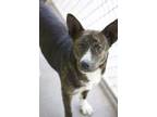 Adopt Kona a Brindle Australian Cattle Dog / Mixed Breed (Medium) / Mixed (short