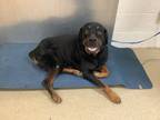 Adopt Calvin a Black Rottweiler / Mixed dog in Fort Worth, TX (41443190)