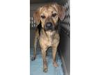 Adopt Jerome a Black Beagle / Plott Hound / Mixed (short coat) dog in Staley