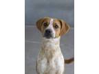 Adopt Squirrel a Red/Golden/Orange/Chestnut Beagle / Australian Cattle Dog /