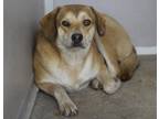 Adopt Fancy a Tan/Yellow/Fawn Hound (Unknown Type) / Mixed Breed (Medium) /