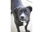 Adopt Dash a Black Labrador Retriever / Mixed Breed (Medium) / Mixed (short