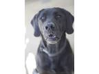 Adopt Marley a Black Labrador Retriever / Mixed dog in Ottumwa, IA (40675482)