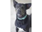 Adopt Johnny a Black Labrador Retriever / Mixed dog in Ottumwa, IA (41062296)