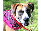 Adopt Bertha a Red/Golden/Orange/Chestnut - with Black Boxer / Terrier (Unknown