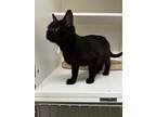 Adopt CAT NOIR a Domestic Shorthair / Mixed (short coat) cat in Midwest City