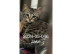 Adopt 2024-05-046 a Domestic Shorthair / Mixed (short coat) cat in Winder