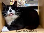 Adopt 2024-02-014 a Domestic Shorthair / Mixed (short coat) cat in Winder