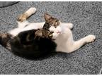 Adopt Seri a Calico or Dilute Calico Tabby / Mixed (medium coat) cat in