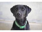 Adopt Smokey a Black Labrador Retriever / Mixed dog in Ottumwa, IA (40675483)