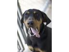 Adopt Agent a Black Hound (Unknown Type) / Mixed Breed (Medium) / Mixed (short