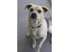 Adopt Rex a Tan/Yellow/Fawn Pug / Beagle / Mixed (short coat) dog in Ottumwa