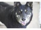 Adopt Thunder a Black German Shepherd Dog / Mixed dog in Ottumwa, IA (39237894)