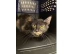 Adopt Rusty a All Black Domestic Shorthair / Domestic Shorthair / Mixed cat in