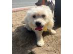 Adopt CONNOR a White Terrier (Unknown Type, Medium) / Mixed Breed (Medium) /