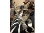 Adopt Macaroni a Brown or Chocolate Domestic Shorthair / Domestic Shorthair /