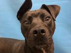 Adopt Molly a Black American Staffordshire Terrier / Mixed dog in Golden Valley