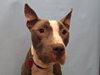 Adopt Zeno a Gray/Blue/Silver/Salt & Pepper American Pit Bull Terrier / Mixed