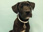 Adopt Nova a Black Golden Retriever / Black Mouth Cur / Mixed (short coat) dog