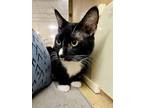 Adopt Vester a All Black Domestic Shorthair / Domestic Shorthair / Mixed cat in