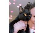 Adopt Katie a Black (Mostly) Domestic Shorthair / Mixed (short coat) cat in W