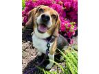 Adopt Lady a Beagle / Mixed dog in Oakland, NJ (39320127)