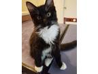 Adopt Max a Black & White or Tuxedo Domestic Longhair / Mixed (medium coat) cat