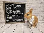 Adopt Butterscotch a Multi Dwarf / Mixed rabbit in Columbus, OH (41386873)