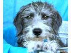 Adopt Tiara a Black - with White Schnoodle / Havanese / Mixed dog in Allen Park