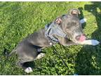 Adopt Draco a Gray/Silver/Salt & Pepper - with White American Pit Bull Terrier