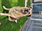 Adopt Mercie a Tan/Yellow/Fawn - with Black German Shepherd Dog / Mixed Breed