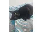 Adopt Molly a Domestic Shorthair / Mixed cat in Barrie, ON (41322114)