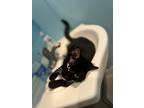 Adopt Whiskers a Black & White or Tuxedo Tabby / Mixed (medium coat) cat in